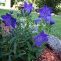 100 PCS Seeds Platycodon grandiflorus Mixed