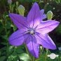 100 PCS Seeds Platycodon grandiflorus Mixed