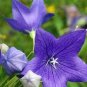 100 PCS Seeds Platycodon grandiflorus Mixed