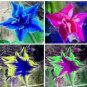 100 PCS Seeds Platycodon grandiflorus Mixed