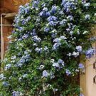 100 PCS Seeds Plumbago Auriculata Bonsai Exotic Perennial Flowers Bonsai 100 PCS Seeds Plumbago Auriculata Bonsai Exotic Perennial Flowers Bonsai