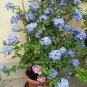 100 PCS Seeds Plumbago Auriculata Bonsai Exotic Perennial Flowers Bonsai