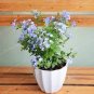 100 PCS Seeds Plumbago Auriculata Bonsai Exotic Perennial Flowers Bonsai