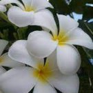 200 PCS Seeds Plumeria