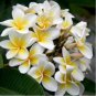 200 PCS Seeds Plumeria