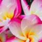 200 PCS Seeds Plumeria