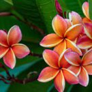 100 PCS Seeds Plumeria Goldenish Yellow and Red Flowers