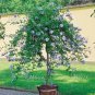 100 PCS Seeds Plumbago Auriculata Bonsai Exotic Perennial Flowers Bonsai