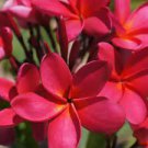 100 PCS Seeds Plumeria Hawaiian
