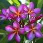 100 PCS Seeds Plumeria Hawaiian