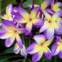 100 PCS Seeds Plumeria Hawaiian