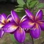 100 PCS Seeds Plumeria Hawaiian