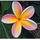 200 PCS Seeds Plumeria Rare Exotic Flower 200 PCS Seeds Plumeria Rare Exotic Flower