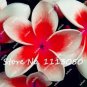 200 PCS Seeds Plumeria Rare Exotic Flower