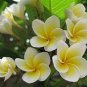 200 PCS Seeds Plumeria Rare Exotic Flower