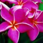 100 PCS Seeds Plumeria rubra Mixed