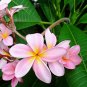 100 PCS Seeds Plumeria rubra Mixed