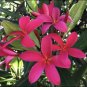 100 PCS Seeds Plumeria rubra Mixed