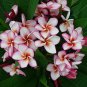 100 PCS Seeds Plumeria rubra Mixed