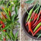 40 PCS Seeds Pod Pepper Thin Red Green Long Chili Vegetable 40 PCS Seeds Pod Pepper Thin Red Green Long Chili Vegetable