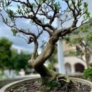 60 PCS Seeds Podocarpus Macrophyllus Tree Seeds Bonsai Luo Han Song Evergreen 60 PCS Seeds Podocarpus Macrophyllus Tree Seeds Bonsai Luo Han Song Evergreen