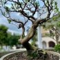60 PCS Seeds Podocarpus Macrophyllus Tree Seeds Bonsai Luo Han Song Evergreen