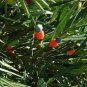 60 PCS Seeds Podocarpus Macrophyllus Tree Seeds Bonsai Luo Han Song Evergreen