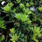 60 PCS Seeds Podocarpus Macrophyllus Tree Seeds Bonsai Luo Han Song Evergreen