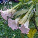 100 PCS Seeds Poeetd plant Brugmansia flower Angel Trumpet fragrant Datura tree