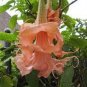 100 PCS Seeds Poeetd plant Brugmansia flower Angel Trumpet fragrant Datura tree