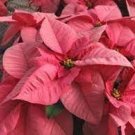 100 PCS Seeds Poinsettia DIY Potted Colorful Bonsai Flower Bonsai 100 PCS Seeds Poinsettia DIY Potted Colorful Bonsai Flower Bonsai