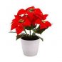 100 PCS Seeds Poinsettia DIY Potted Colorful Bonsai Flower Bonsai