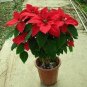 100 PCS Seeds Poinsettia DIY Potted Colorful Bonsai Flower Bonsai