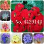 100 PCS Seeds Poinsettia DIY Potted Colorful Bonsai Flower Bonsai