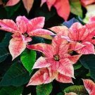 100 PCS Seeds Poinsettia Seeds Pinkish White and Light Pink Colo