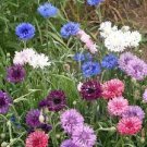 100 PCS Seeds Polka Dot Mix Cornflower Annual Corn Flower