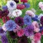 100 PCS Seeds Polka Dot Mix Cornflower Annual Corn Flower