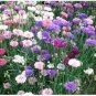 100 PCS Seeds Polka Dot Mix Cornflower Annual Corn Flower