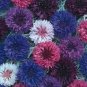 100 PCS Seeds Polka Dot Mix Cornflower Annual Corn Flower