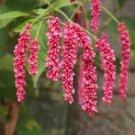 100 PCS Seeds Polygonum Orientale