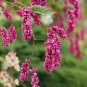 100 PCS Seeds Polygonum Orientale