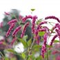 100 PCS Seeds Polygonum Orientale