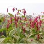 100 PCS Seeds Polygonum Orientale