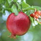 10 PCS Seeds POMEGRANATE FRUIT TREE Red Punica Granatum 10 PCS Seeds POMEGRANATE FRUIT TREE Red Punica Granatum