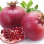 10 PCS Seeds POMEGRANATE FRUIT TREE Red Punica Granatum