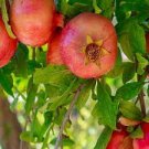 10 PCS Seeds Pomegranate Trees