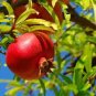 10 PCS Seeds Pomegranate Trees