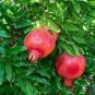 10 PCS Seeds Pomegranate Trees