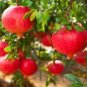 10 PCS Seeds Pomegranate Trees