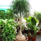 50 PCS Seeds Ponytail Palm, Elephant's Foot